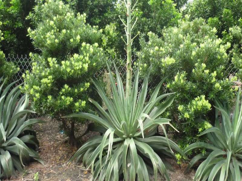 Cây dứa Nam Mỹ (Bromeliad) thuộc họ Bromeliaceae