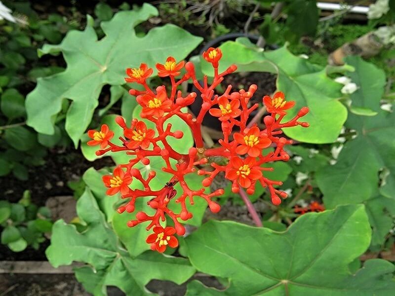 Cây ngô đồng cảnh có tên khoa học là Jatropha podagrica