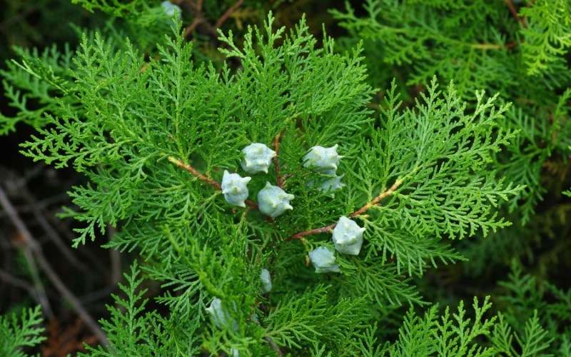 Cây có tên khoa học là Thuja orientalis