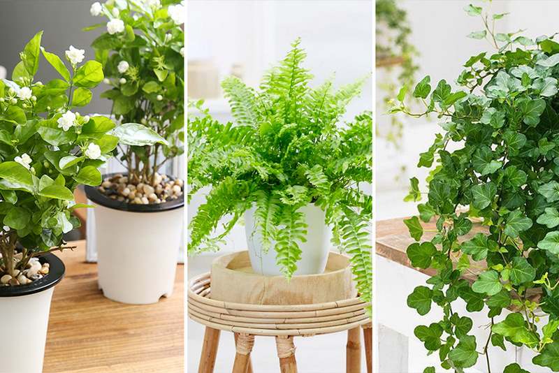 Các lưu ý khi chọn cây để trong phòng ngủ