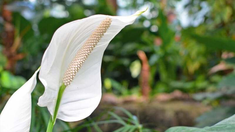 Cây bạch môn, thuộc họ Araceae