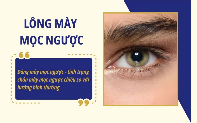 Lông mày mọc ngược là kiểu chân mày mọc không theo hướng tự nhiên