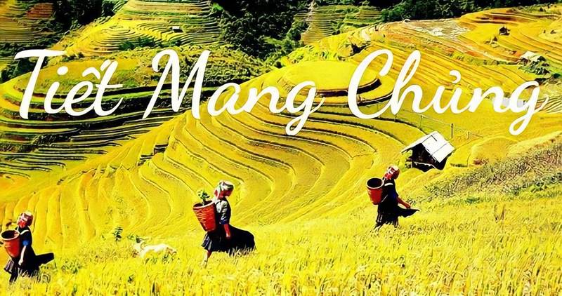 Tiết Mang Chủng thường rơi vào ngày thứ 14 hoặc 15 của tháng Giêng âm lịch