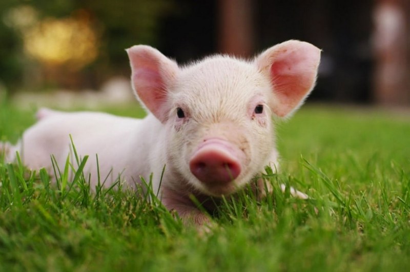 Phong thủy may mắn tuổi Tân Hợi