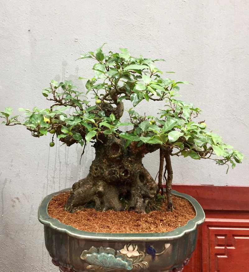 Cây sung bonsai mang đến nhiều ý nghĩa tốt đẹp