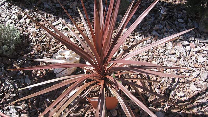 Cây có tên khoa học là Cordyline Fruticosa