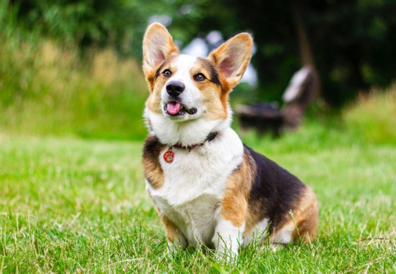 Tuổi Bính Tuất là những năm sinh nào?