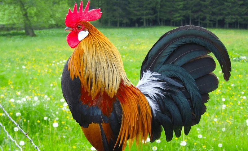 Quý Dậu sinh năm bao nhiêu và thuộc mệnh gì?