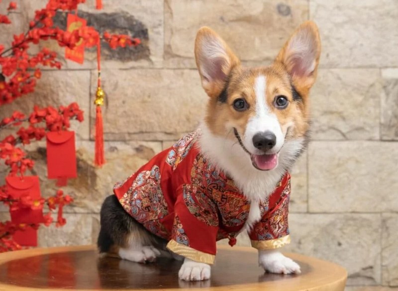 Giáp Tuất hợp màu và hướng gì?