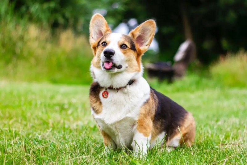 Tính cách của người tuổi Giáp Tuất như thế nào?