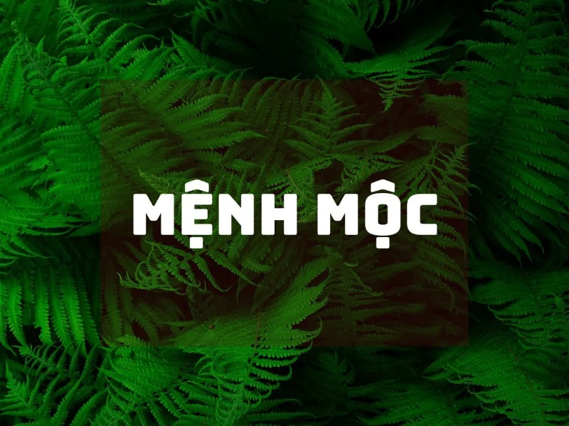 Mệnh Mộc đại diện cho cây cối